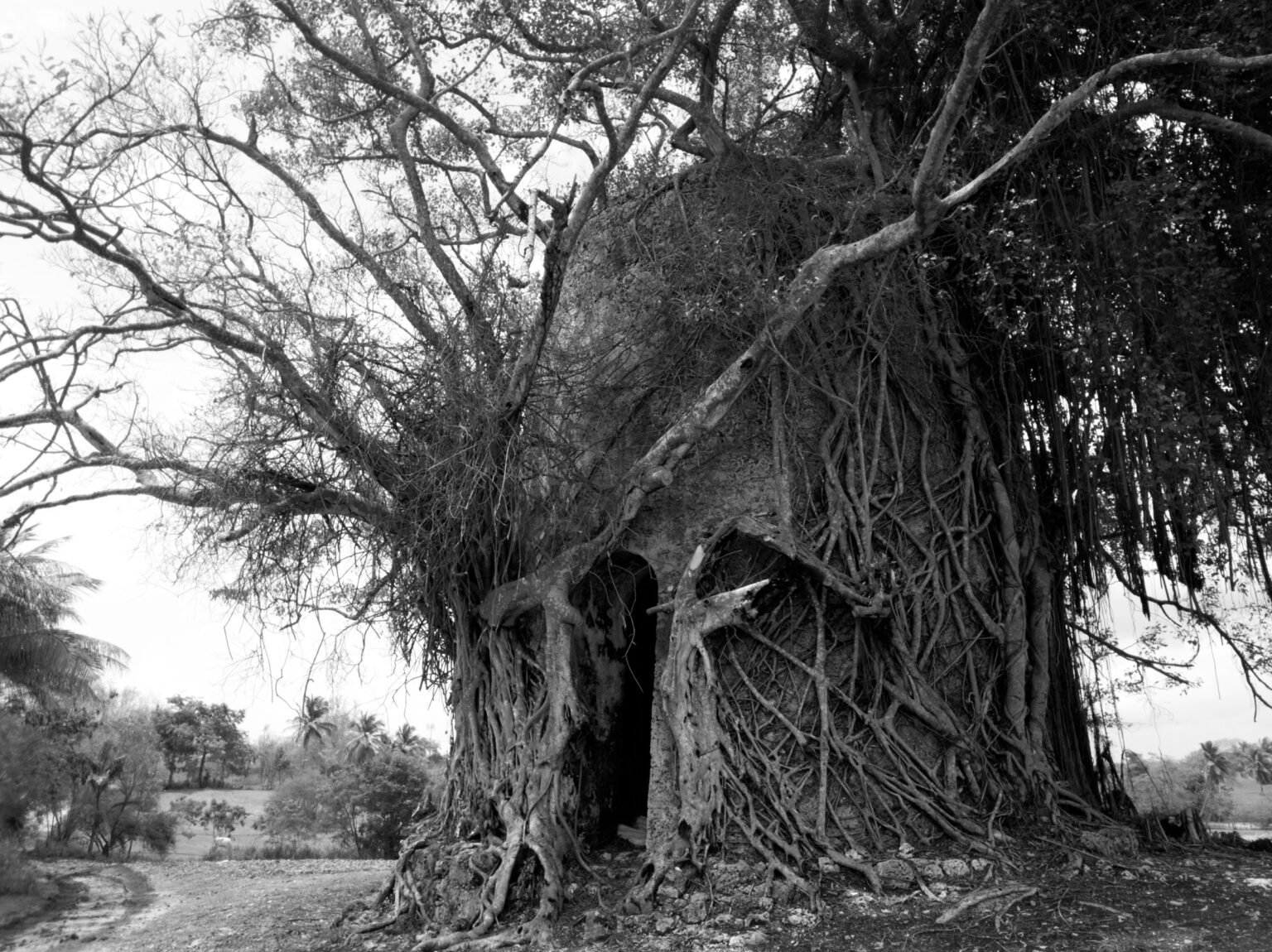 arbre centenaire